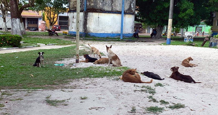 Cães, possíveis portadores da doença, abandonados na praça principal do município de Igarapé-Miri/PA Cães, possíveis portadores da doença, abandonados na praça principal do município de Igarapé-Miri/PA