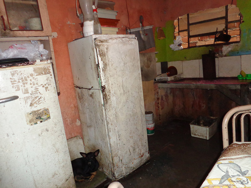 Um dos cães encolhido entre o armário e a geladeira: condições precárias Um dos cães encolhido entre o armário e a geladeira: condições precárias