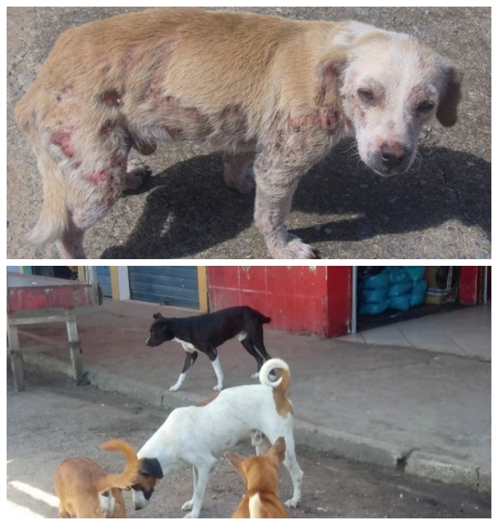 Município não tem política pública para cães e gatos abandonados Município não tem política pública para cães e gatos abandonados