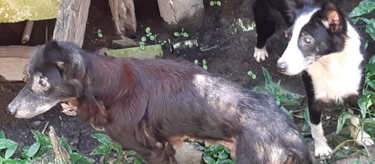Animais ficam perambulando pelas ruas e feira Animais ficam perambulando pelas ruas e feira